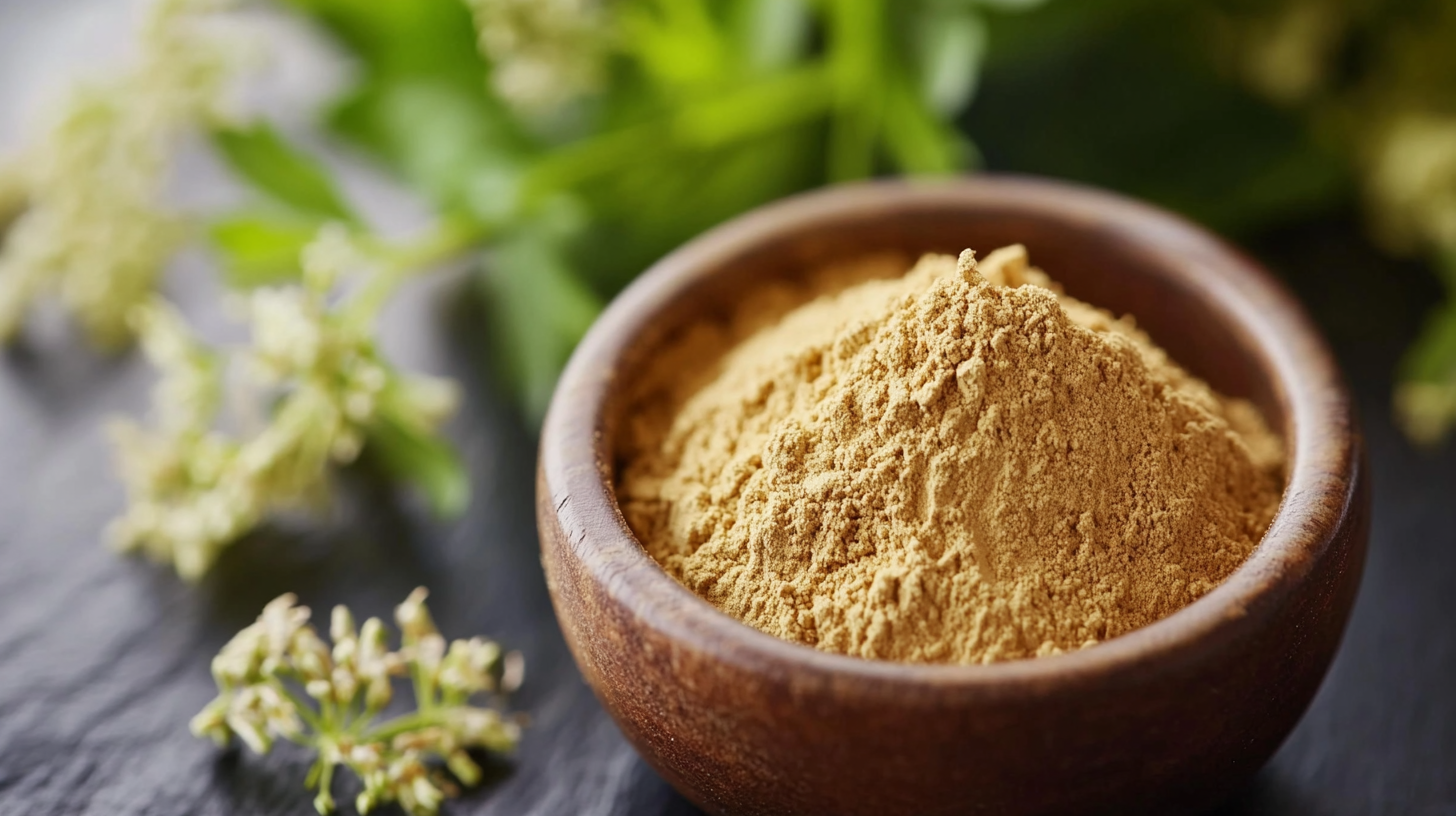 Understanding the Versatility and Applications of Angelica Extract Powder