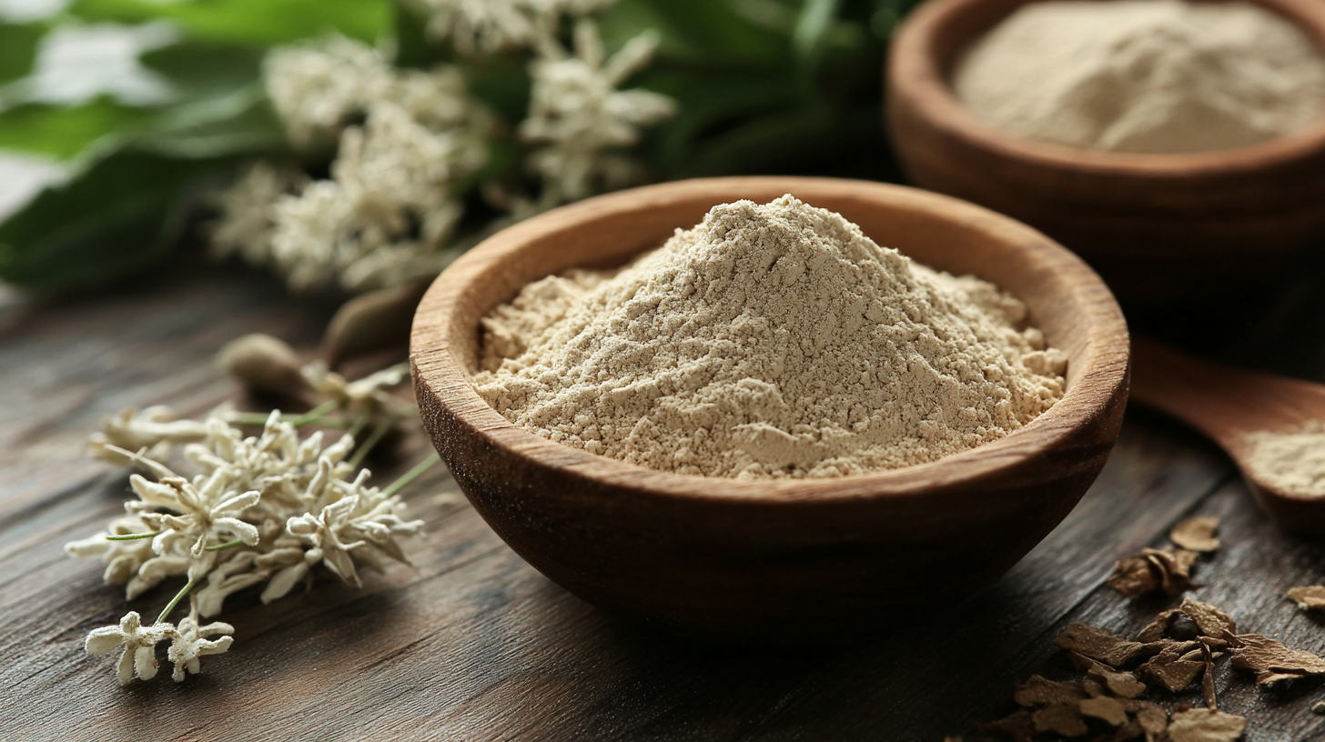 Understanding the Versatility and Applications of Angelica Extract Powder