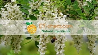 Exploring the Benefits and Applications of Organic Sophora Japonica Flower Extract