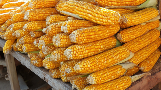 Comprehensive Guide to Sweet Corn Dried Nutritional Benefits and Cooking Techniques