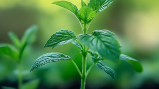 Essential Guide to Import and Export Certification for Formula Herbs Business