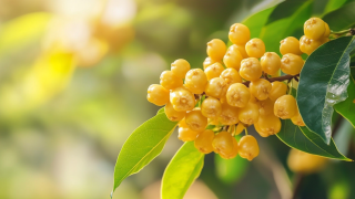 Cortex Phellodendri Extract Market Trends 2025 Insights and Key Strategies for Global Buyers