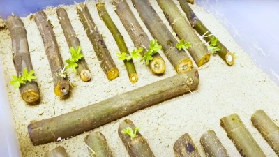 7 Essential Insights for Global Buyers on Stephania Tetrandra Root Extract