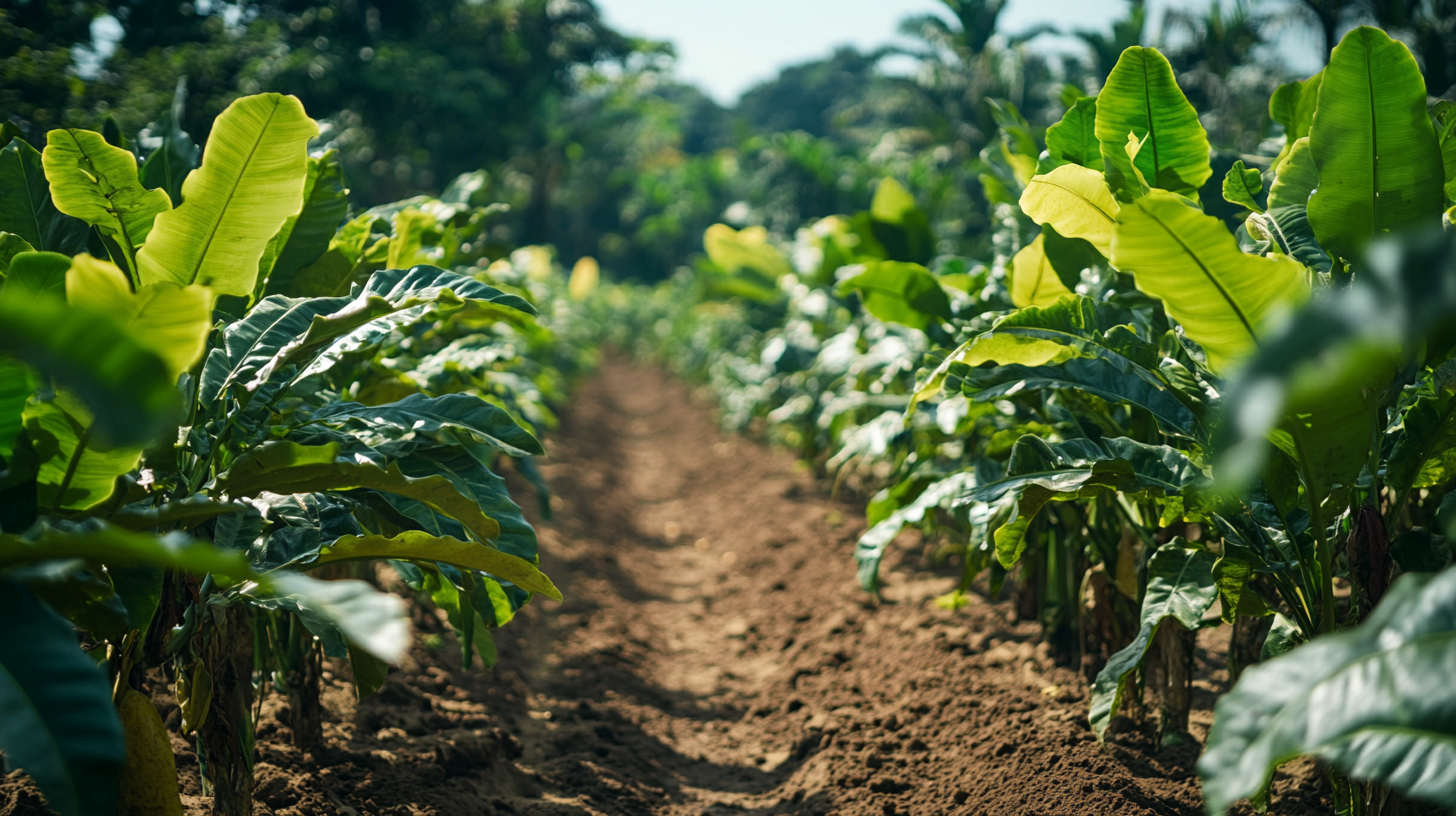 Unlocking the Future of Ground Cinnamon Sourcing Strategies for 2025