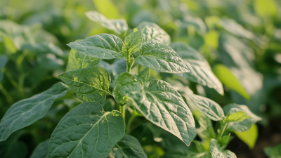 Unlocking Agricultural Potential Through Triple Super Phosphate Real World Success Stories and Data Insights