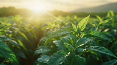 Exploring the Advantages of Sourcing Formula Herbs for Global Businesses