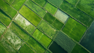 Unlocking Agricultural Potential: Innovative Fertilizer Chemicals for Global Sourcing Success