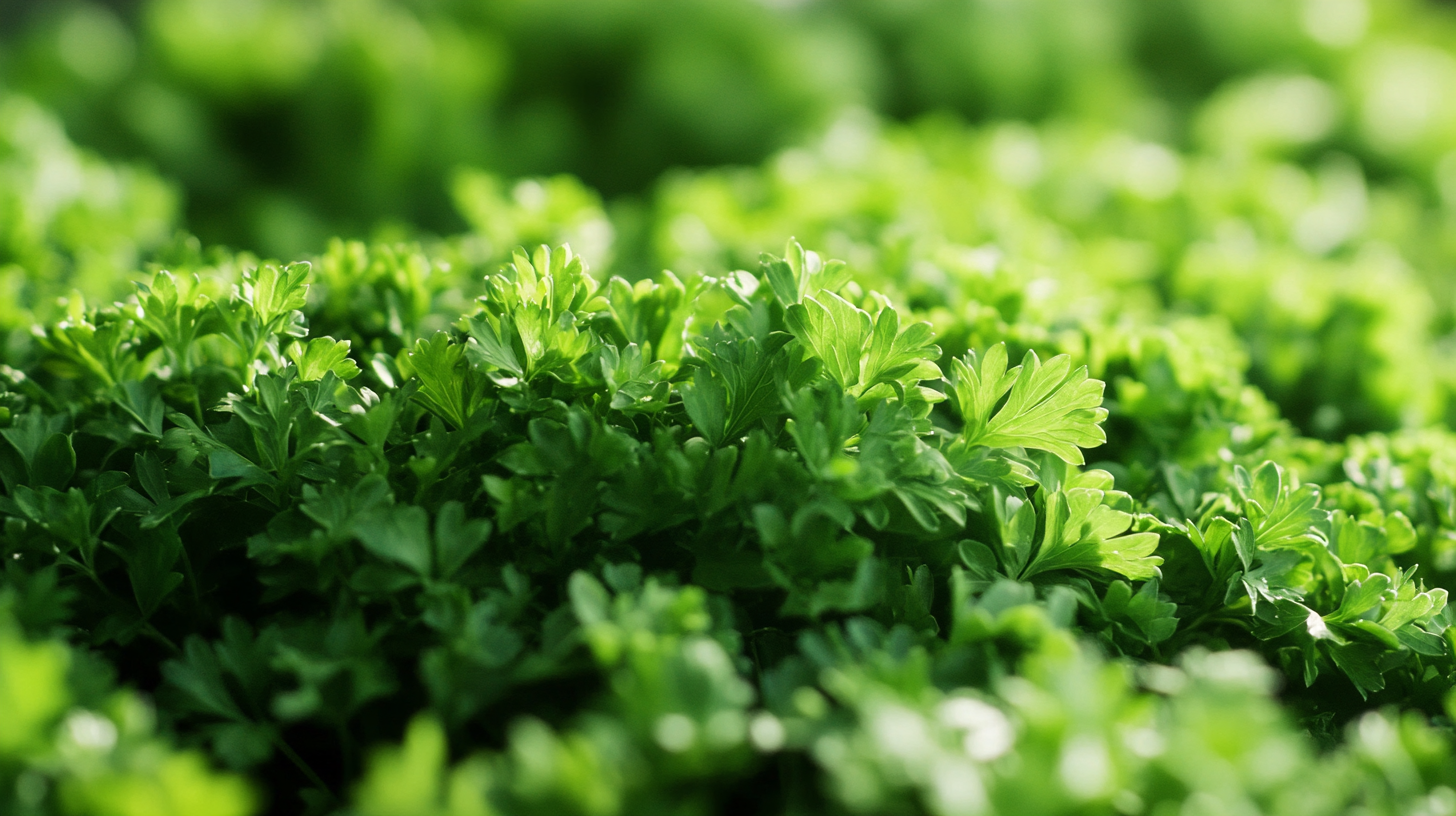 Understanding the Benefits of Freeze Dried Parsley for Global Buyers