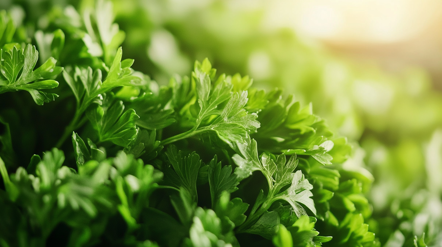 Understanding the Benefits of Freeze Dried Parsley for Global Buyers