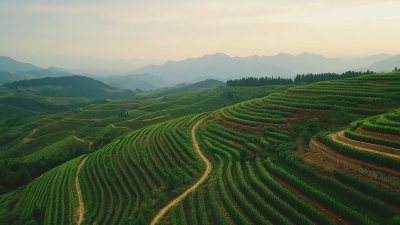 Revolutionizing Farming: How Autonomous Drones from China Lead the Global Agriculture Innovation