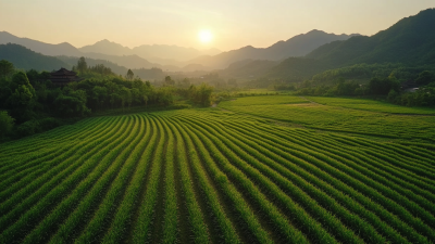 Innovative Herbicide Solutions From China Leading the Global Agriculture Market