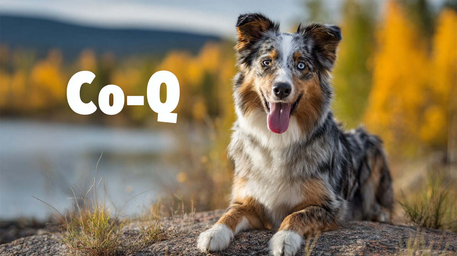 Unveiling the Ultimate Specifications of the Best Co Q 10 Supplement for Your Canine Companion