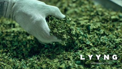 Leading the Global Market: Exceptional Quality in Drying Parsley Leaves from Top Manufacturers