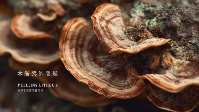 Global Procurement Unveils the Excellence of Chinese Manufacturing with Best Phellinus Linteus Extract