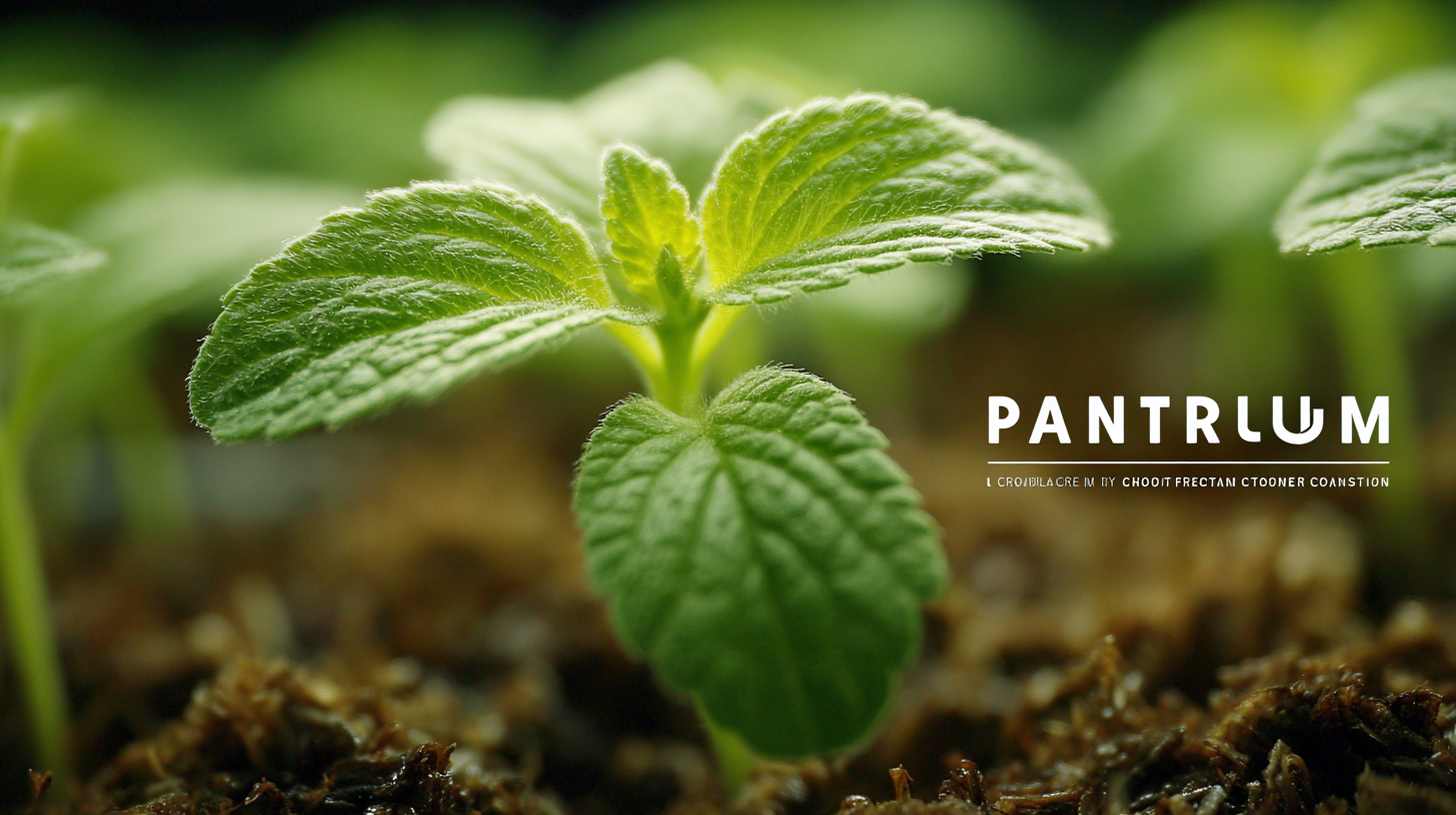 Choosing the Right Manufacturer for Your Best L Plantarum Culture Starter Solutions Guide