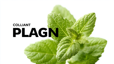 What Are the Unique Benefits of Best Plant Collagen Peptides for Global Buyers?