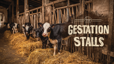The Ultimate Guide to Choosing the Best Gestation Stalls for Your Farm