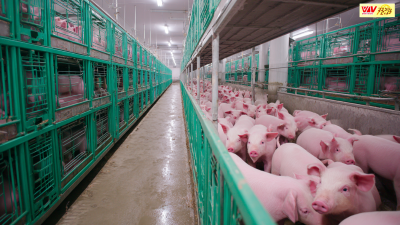 Reliable Quality Chinese Manufacturing of Best Pork Gestation Crates for Global Buyers
