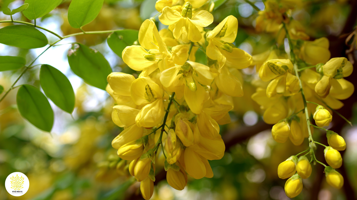 How to Source the Best Natural Sophora Japonica Flower Extract for Your Business?