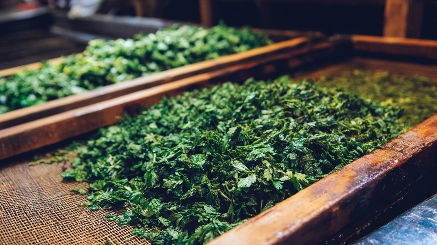 5 Essential Tips for Sourcing the Best Drying Parsley Leaves Worldwide