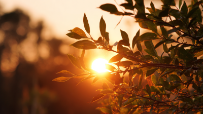 Unlocking the Advantages of the Best 300w Solar Flood Light for Sustainable Lighting Solutions