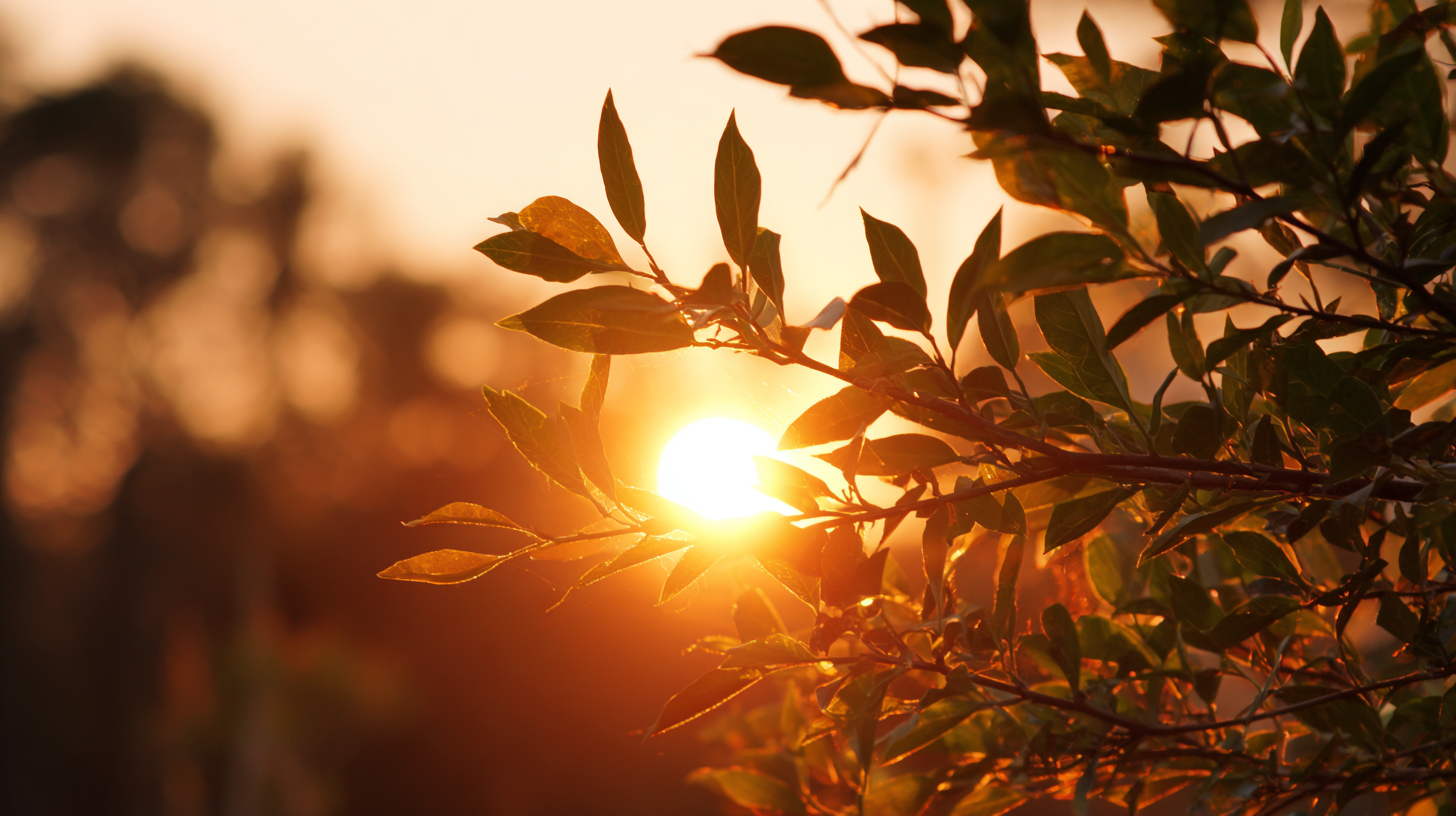 Unlocking the Advantages of the Best 300w Solar Flood Light for Sustainable Lighting Solutions