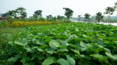 Innovative Applications of Best Dc Solar Pump for Sustainable Agriculture Solutions