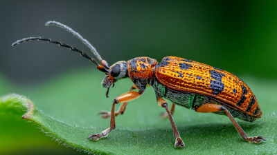 How to Choose the Best Insecticide SDS for Your Global Sourcing Needs