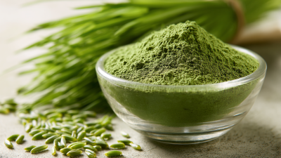 Navigating Export Certifications for Best Wheat Grass Juice Powder in the Global Market