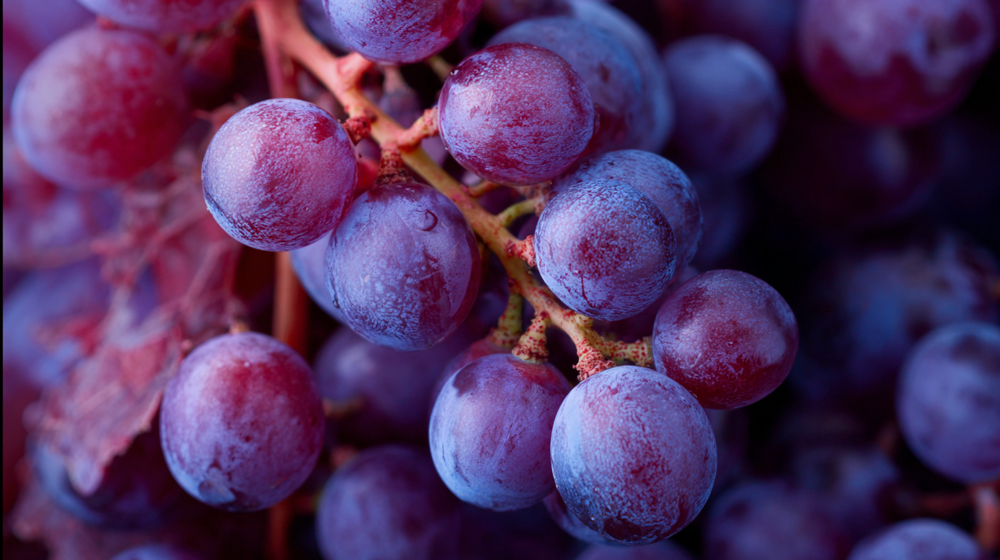 How to Maximize the Benefits of Best Resveratrol for Anti Ageing效果
