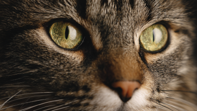 7 Astonishing Benefits of Choosing the Best Furface Treatment for Your Business