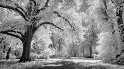 Exploring Infrared Photography Alternatives for Stunning Imagery and Enhanced Creativity