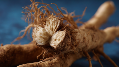 The Future of Angelica Extract in Natural Health and Wellness