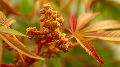 The Future of Smoke Tree Extract: Innovations and Benefits for Global Buyers