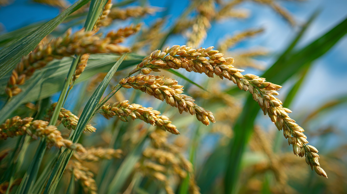 Exploring Unique Alternatives to Traditional Agro Fertilizers for Sustainable Farming Solutions