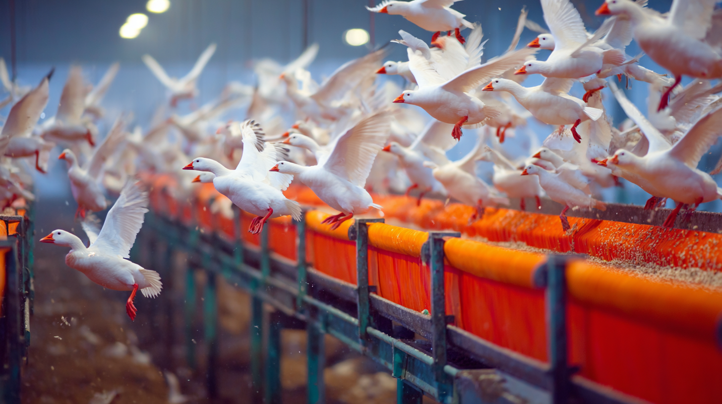 5 Claves para Elegir el Mejor Alimentadora Suspendido para tu Producción