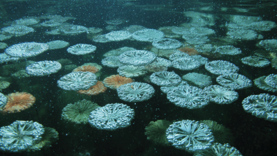 Understanding the Advantages of Bubble Disc Diffusers Versus Traditional Aeration Systems