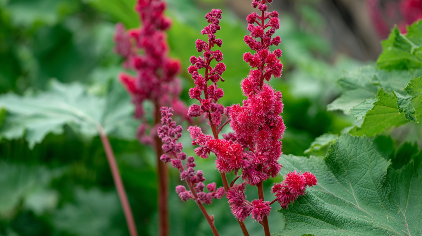 5 Essential Tips for Cultivating Macleaya Plume Poppy in Your Garden