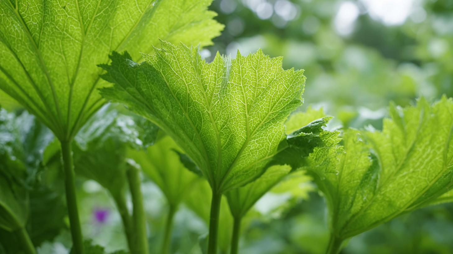 5 Essential Tips for Cultivating Macleaya Plume Poppy in Your Garden