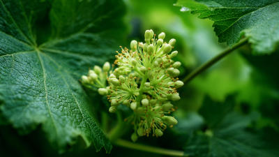 5 Essential Tips for Cultivating Macleaya Plume Poppy in Your Garden