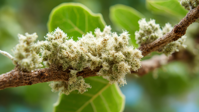 The Future of Natural Remedies with Smoke Tree Extract Transforming Wellness Industry