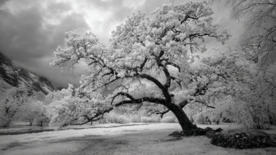 Mastering Your Infrared Photography Techniques for Stunning Results