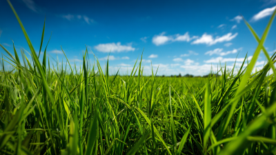 Understanding the Differences Between Organic and Synthetic Herbicides in Agriculture