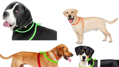 12 Best Dog Use Ovulation Detectors for Accurate Breeding Timing