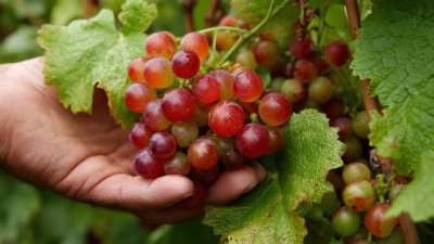 How to Maximize Crop Yields with Potassium Sulphate in Sustainable Agriculture