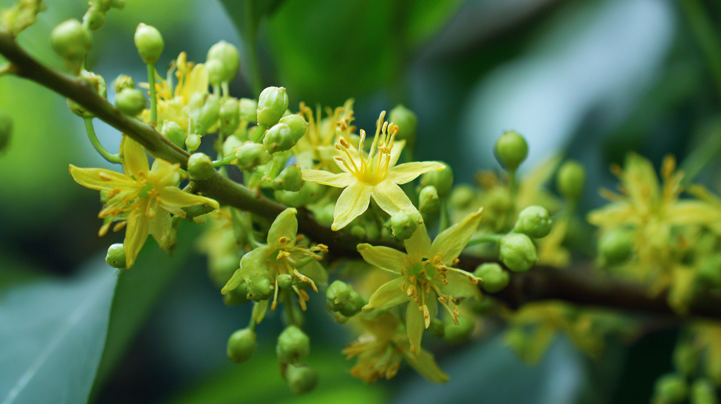 Exploring Sophora Japonica Extract Innovations at the 138th Canton Fair 2025
