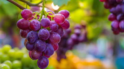 Exploring Opportunities for Grape Seed Extract at the 138th China Import and Export Fair in 2025