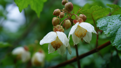 Unlocking the Benefits of Macleaya Plume Poppy: Nature’s Hidden Gem for Health and Wellness