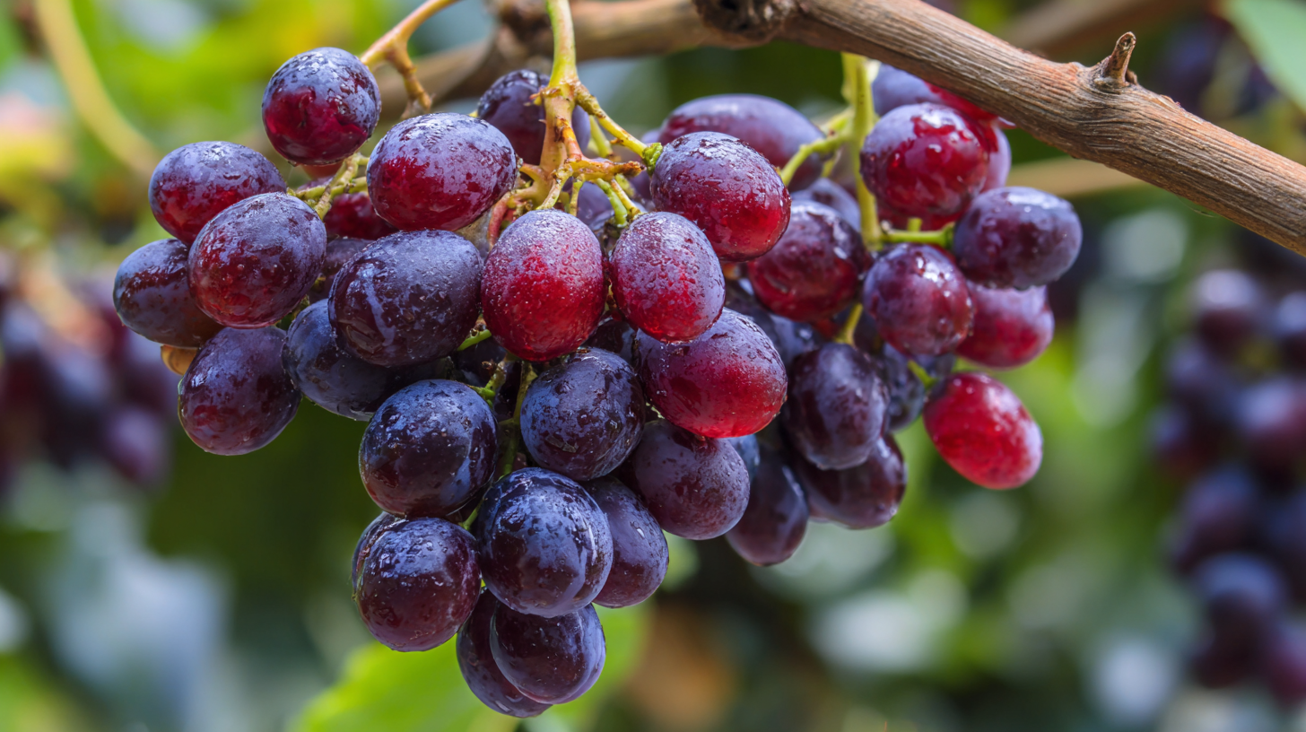 Unveiling the Health Benefits of Grape Extract: Unlocking Nature's Power for Wellness