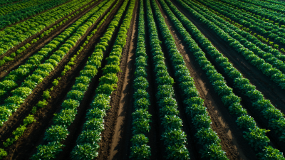 Rivoluzionare l'agricoltura: come i sistemi agricoli automatizzati stanno plasmando il futuro della produzione alimentare